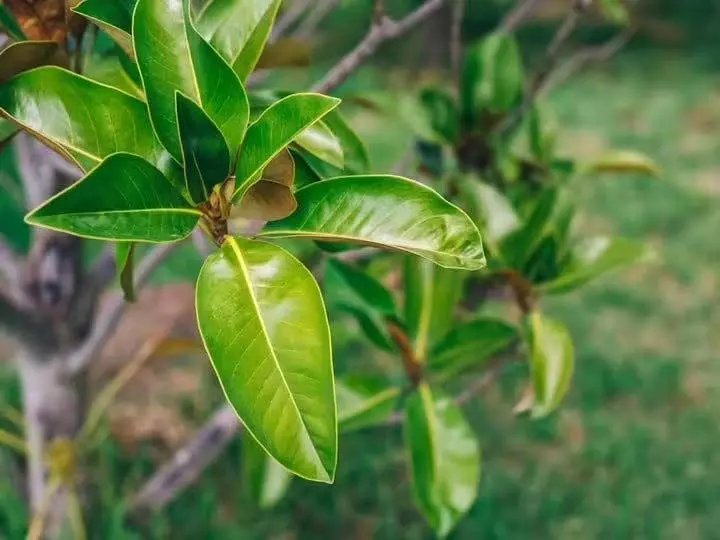 आम के पत्तों में हैं सेहद का खजाना, जानें इसके फायदे