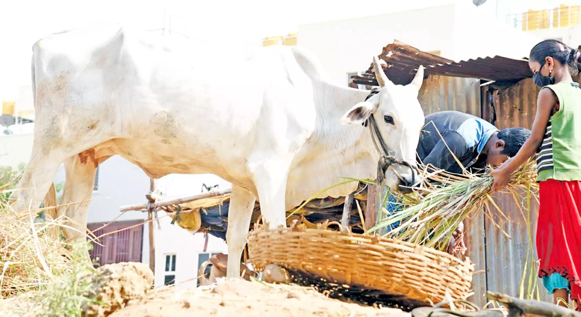 मवेशियों के लिए घास जुटाने में असमर्थ डेयरी किसान चाहते हैं कि तमिलनाडु सरकार इसकी आपूर्ति करे
