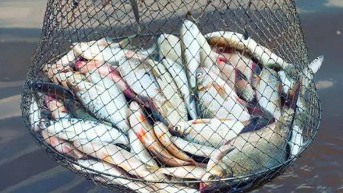 बोको में मोइहम बील में सामुदायिक मछली पकड़ना