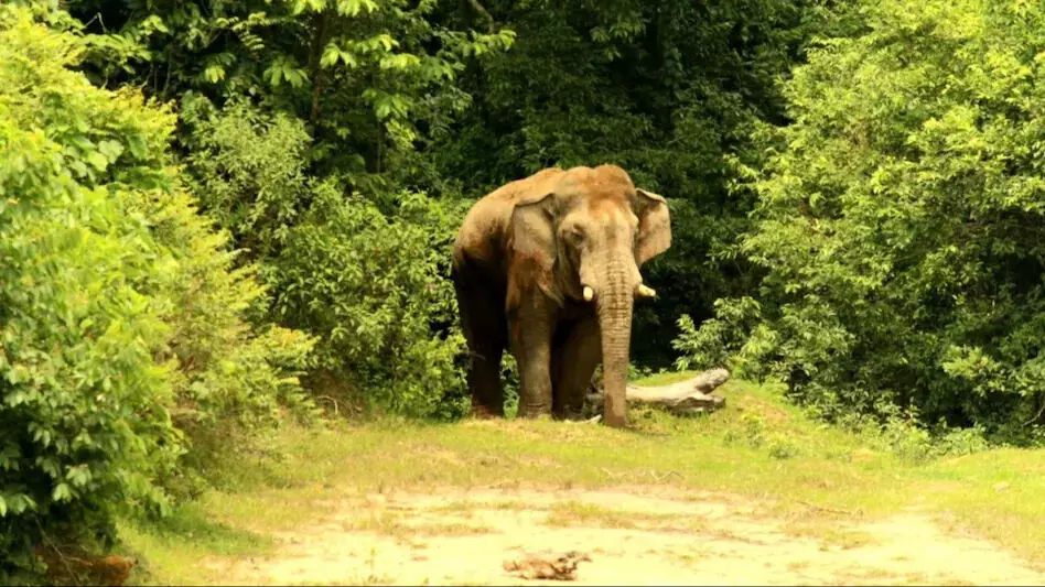 खोवाई जिले में जंगली हाथी ने उत्पात मचाया, गांव पर हमला