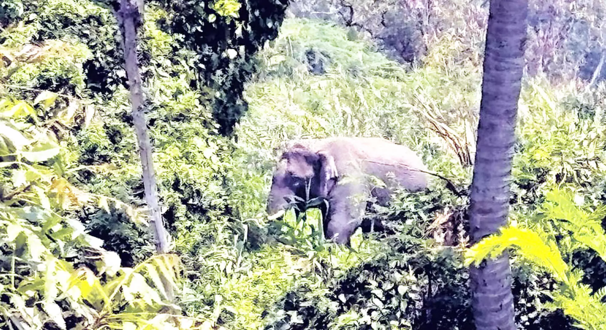 धर्मपुरी के पास घनी आबादी वाले इलाके में घुसा जंगली हाथी; शांत करना जोखिम भरा