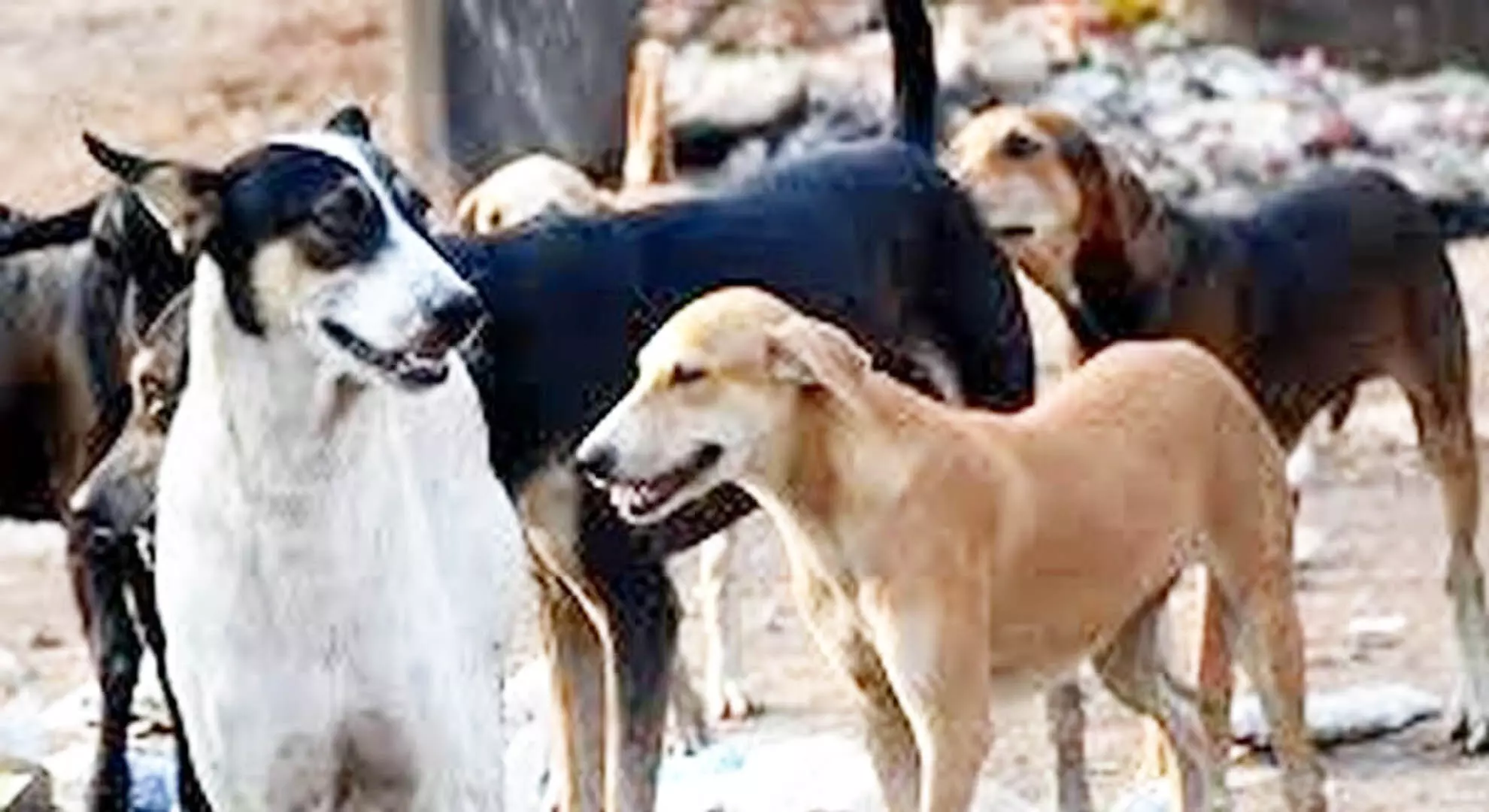 कोयंबटूर में आवारा कुत्तों की नसबंदी के लिए बोली लगाई गई