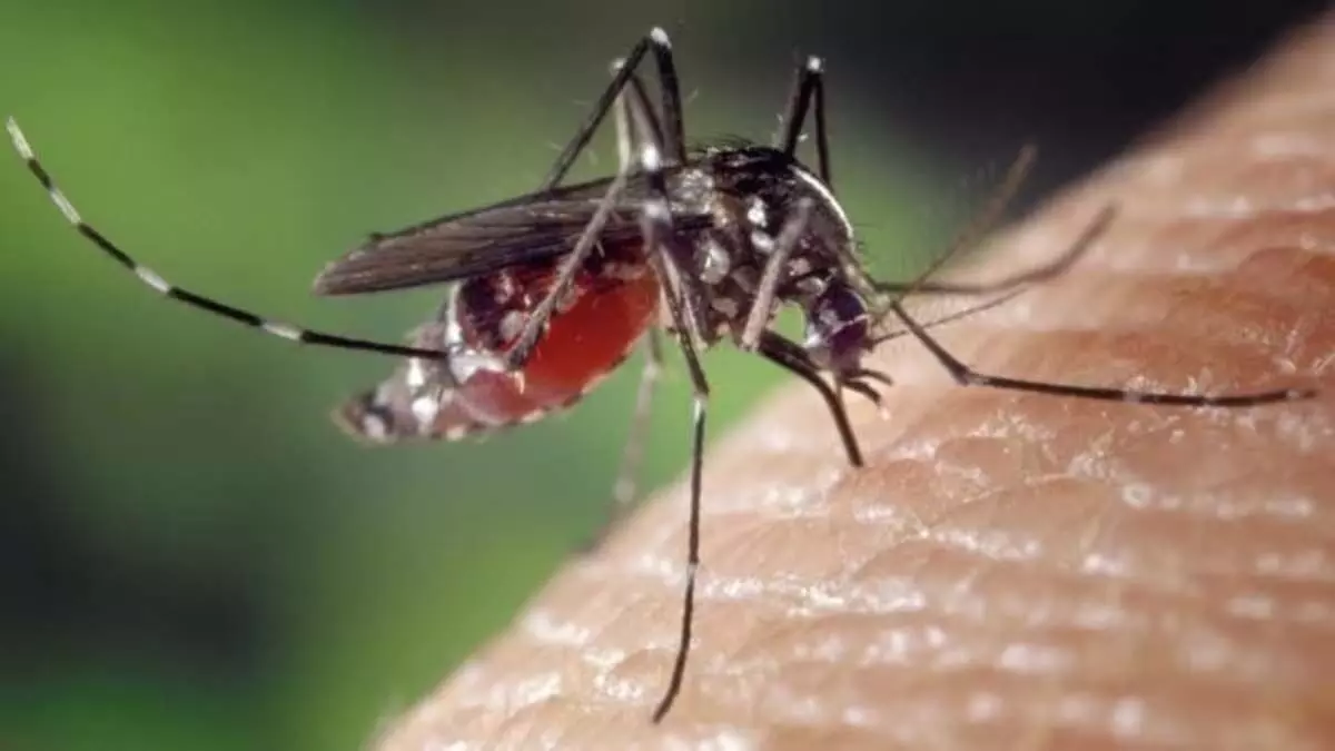 मच्छरों से छुटाकारा पाने के, घरेलू उपाय