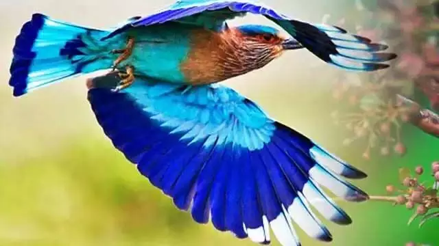नीलकंठ पक्षी देखना क्यों माना जाता हैं शुभ, जानें