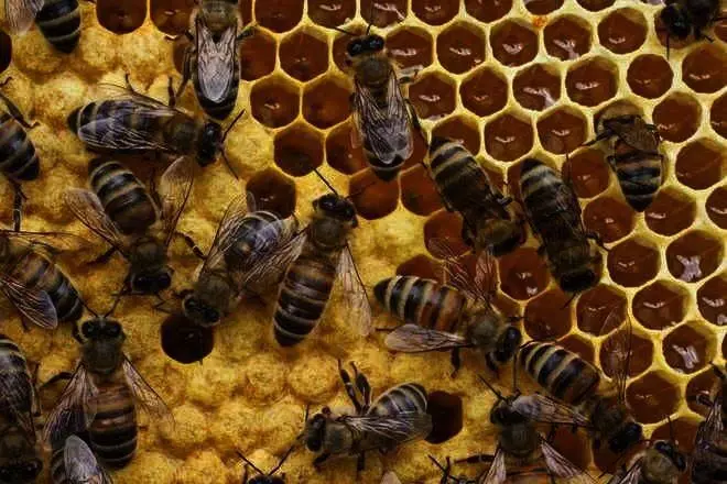 पीएयू में एससी समुदाय के लिए दो मधुमक्खी पालन पाठ्यक्रम