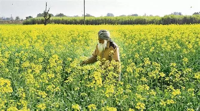 पंजाब बजट में कृषि क्षेत्र को 4% अधिक 13,784 करोड़ रुपये मिले