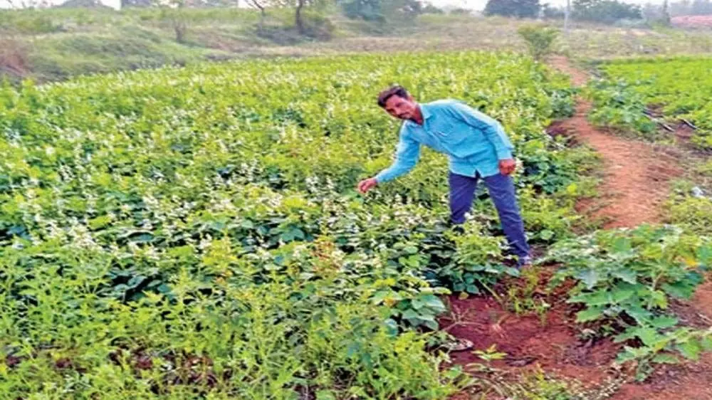 डेडियापाड़ा, सागबारा और नेत्रंग में चिकनी पापड़ी का बड़े पैमाने पर उत्पादन