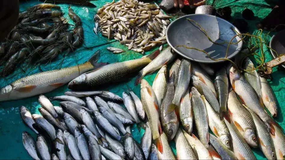 शोधकर्ता पूर्वोत्तर में तीन मछली प्रजातियों की जलवायु संबंधी संवेदनशीलता निर्धारित करने के लिए उनकी जांच
