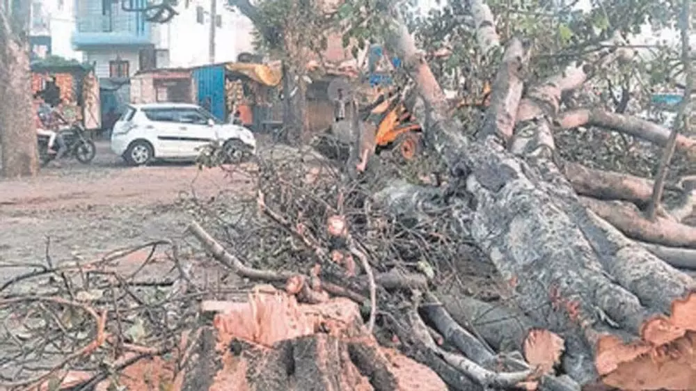 दाहोद में चकलिया रोड पर स्मार्ट रोड के लिए प्राचीन पेड़ों को हटाए जाने से प्रकृति प्रेमियों में आक्रोश