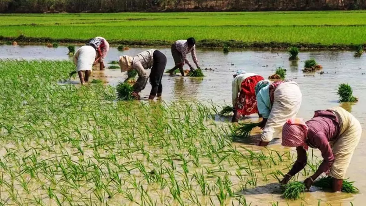 प्रधानमंत्री फसल बीमा योजना के तहत किसानों की संख्या 2023-24 में 27 प्रतिशत बढ़ी