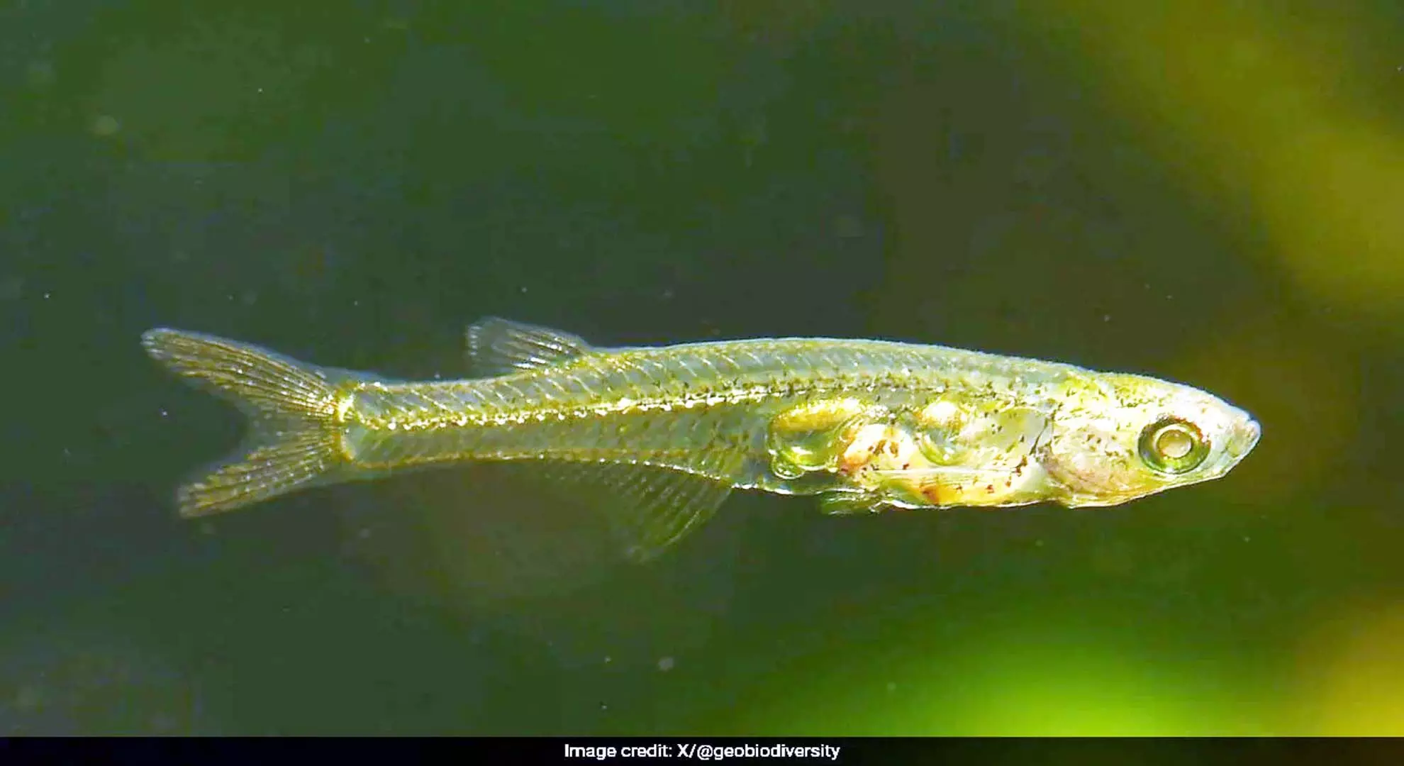 वैज्ञानिकों ने ऐसी छोटी मछली ढूंढी है जिसकी आवाज बंदूक की गोली जितनी तेज होती है