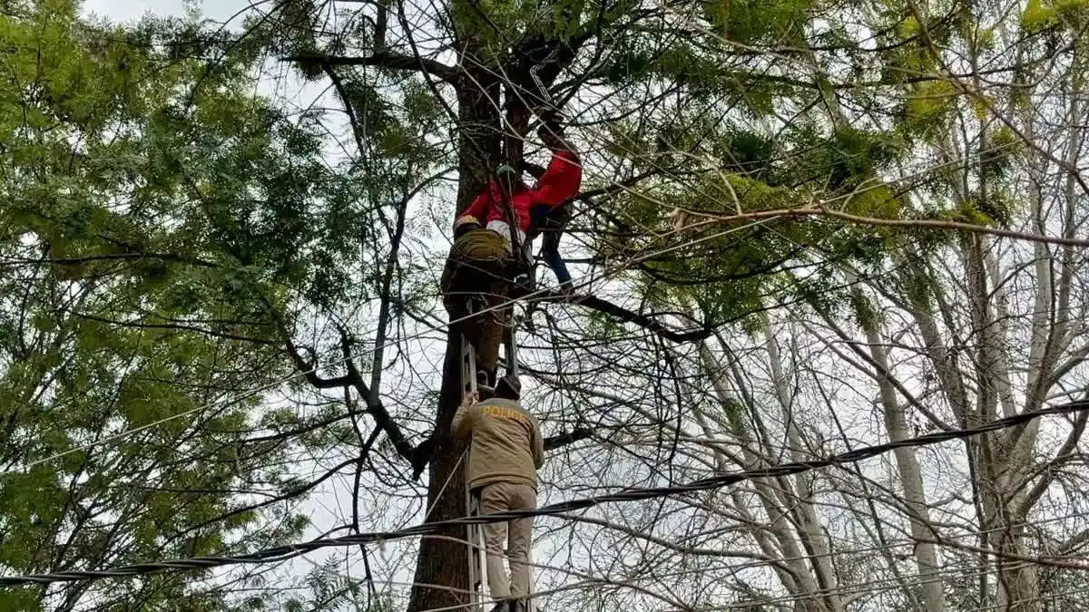 कुल्लू में तेज हवा से भटका पैराग्लाइडर, पायलट और महिला पर्यटक सुरक्षित