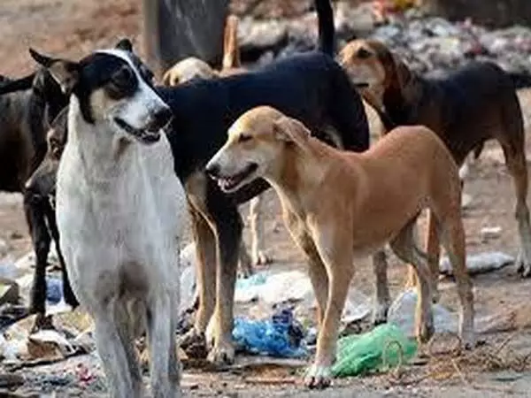 केरल उच्च न्यायालय ने कहा, आवारा कुत्तों की तुलना में इंसानों की जान को प्राथमिकता दी जानी चाहिए
