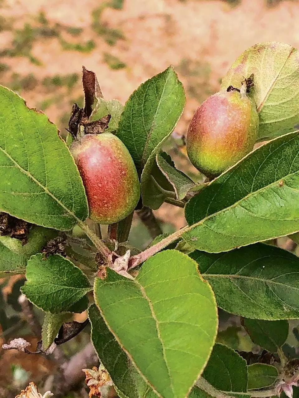 सर्वोत्कृष्ट सेब आखिरकार हिमाचल प्रदेश की पहाड़ियों से निकलकर गर्म मैदानों में पहुंच गया