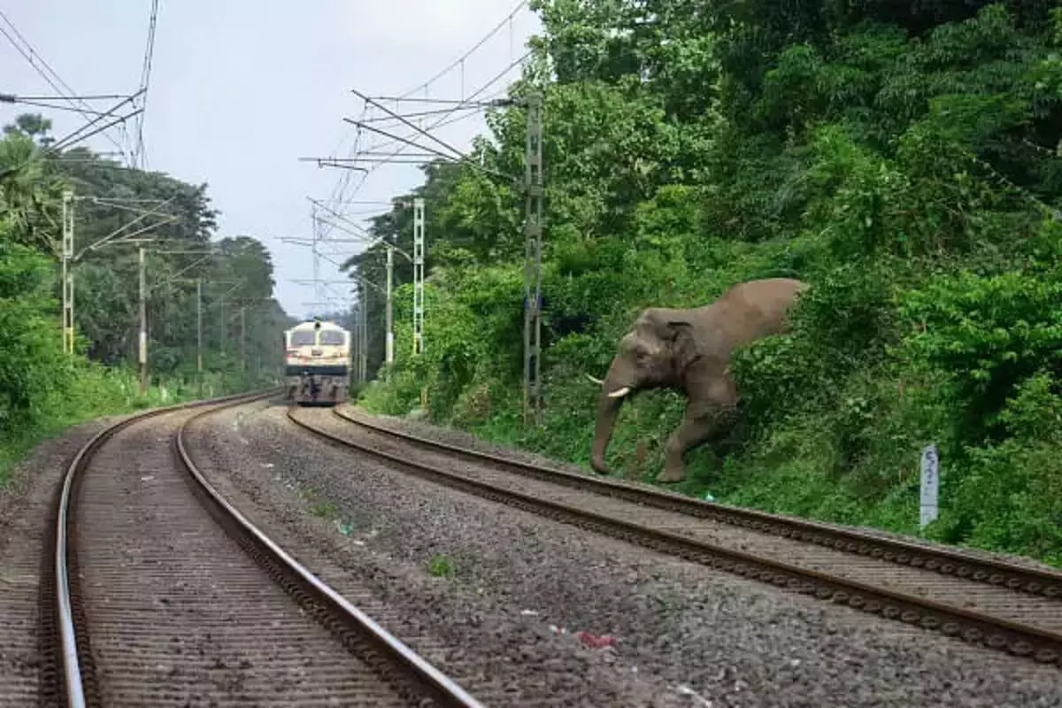 लखीमपुर में तेज़ रफ़्तार ट्रेन की चपेट में आने से हाथी की मौत