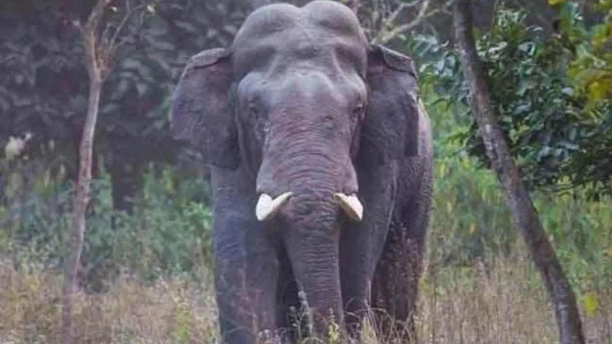 टाइगर रिजर्व में हाथी ने किसान को कुचलकर मार डाला