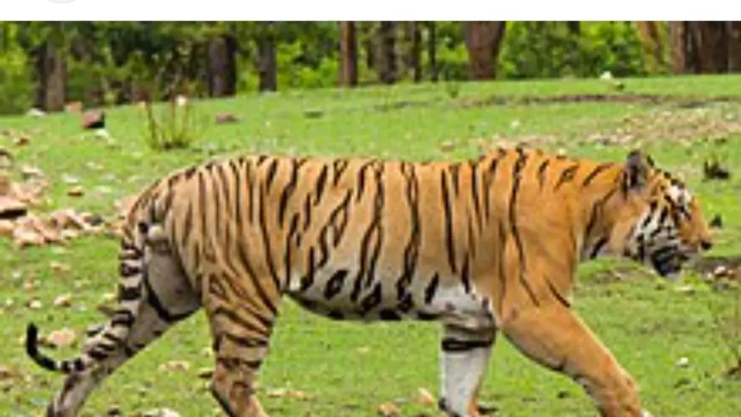 महू इंदौर के जंगल से घूमता हुआ रायसेन के जंगल में पहुंचा बाघ