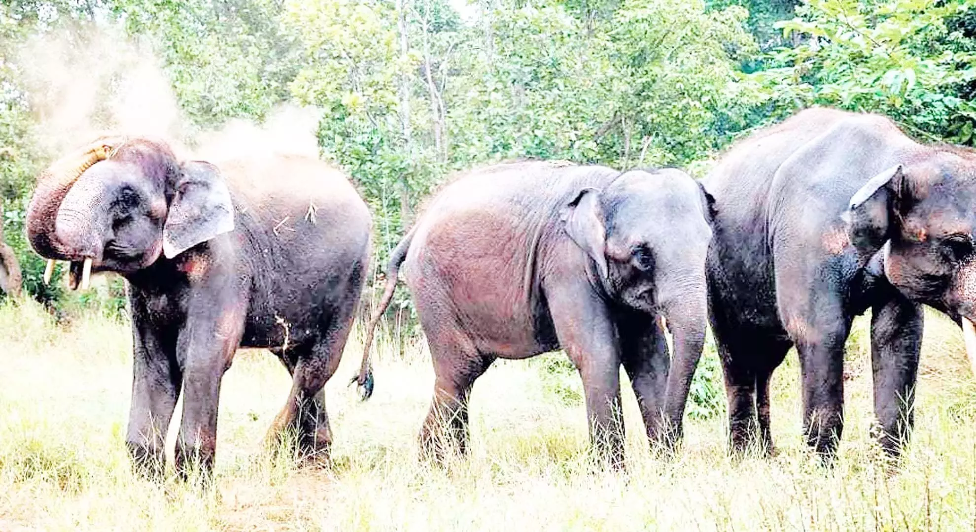 तमिलनाडु में आदिवासी किसान हाथी-रोधी खाइयों की मांग करते हैं