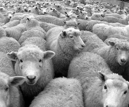 अबोहर में 53 भेड़ों की मौत