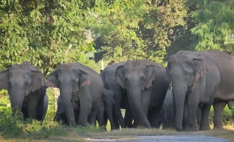 सड़क दुर्घटना में एक हाथी की मौत, हाथियों का झुंड सड़क पर बैठा