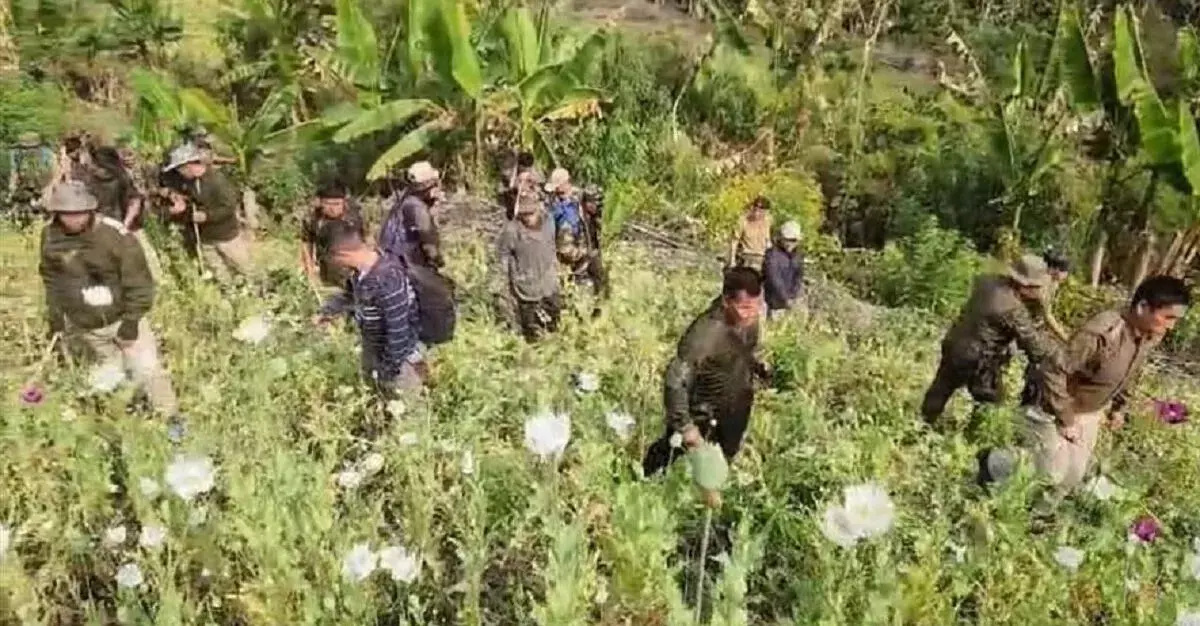 सुरक्षा बलों ने कांगपोकपी में पोस्ते की खेती को नष्ट कर दिया
