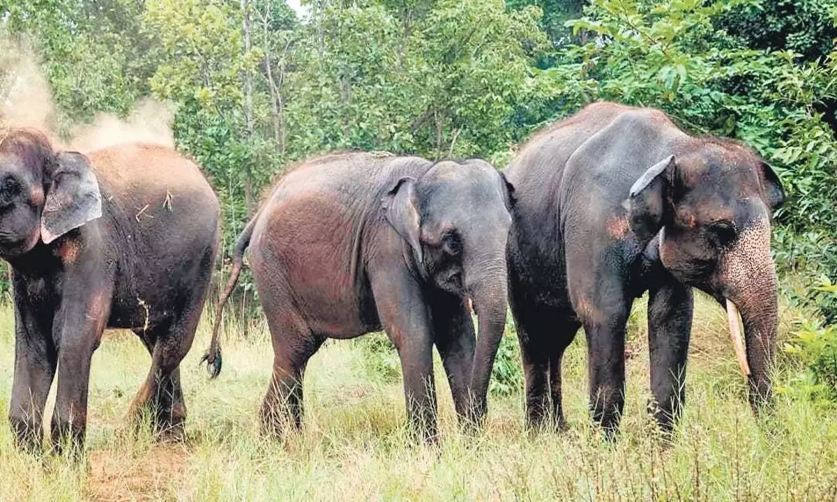 तमिलनाडु के नीलगिरी जिले में जंगली हाथियों ने दो लोगों को मार डाला