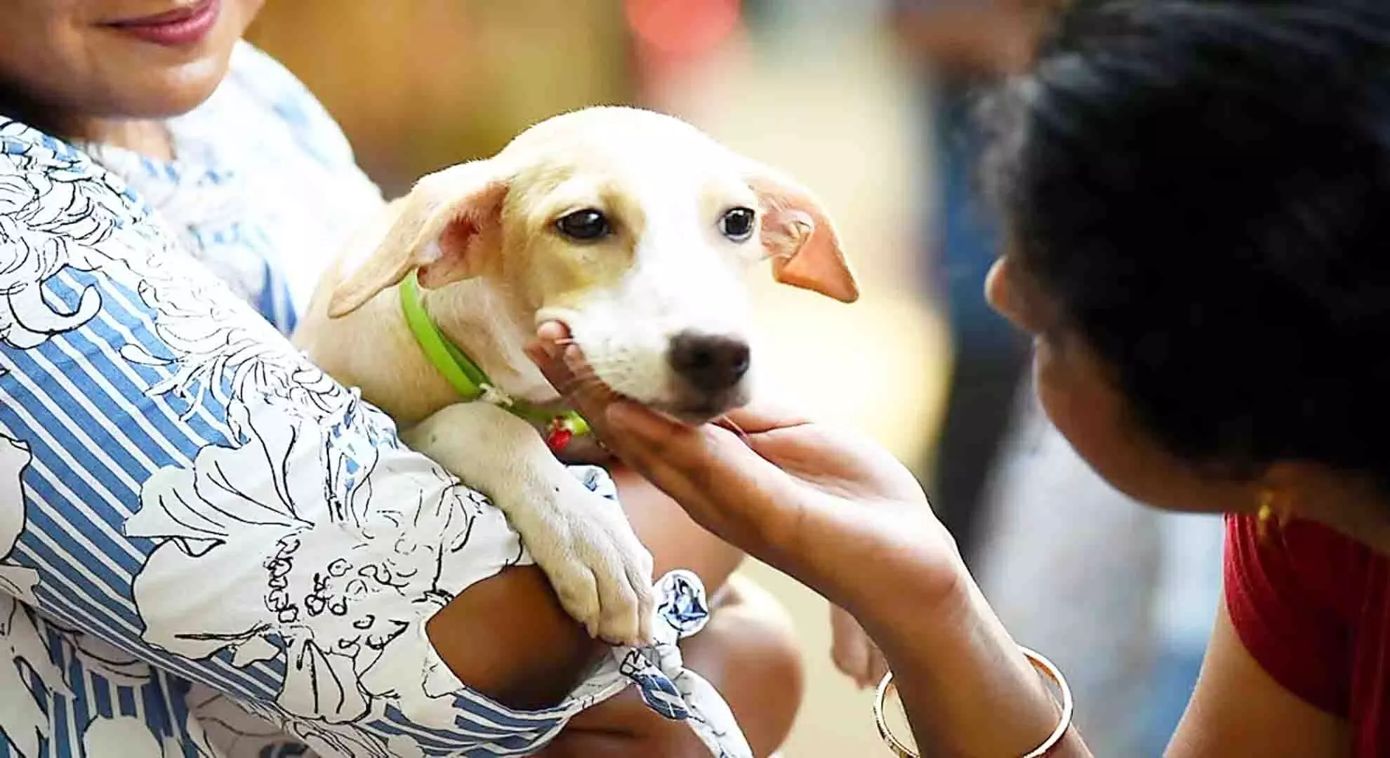 चेन्नई में पालतू कुत्तों के ऑनलाइन पंजीकरण को बढ़ावा देने के लिए घर-घर जाकर अभियान चलाया जा रहा