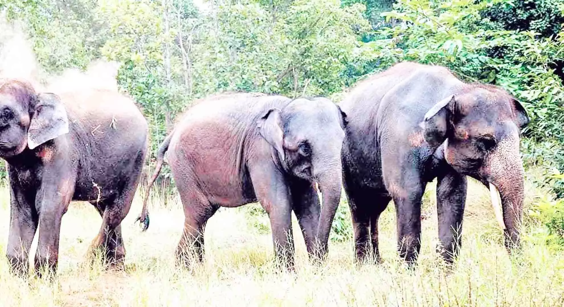 तमिलनाडु के नीलगिरी जिले में जंगली हाथियों ने दो लोगों को मार डाला