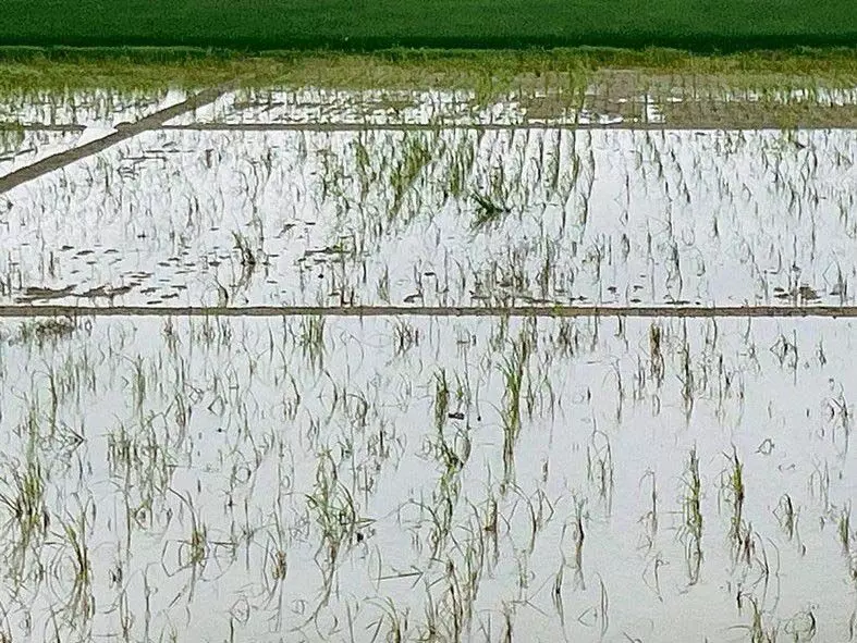 मंत्री गुरमीत सिंह खुड्डियां ने बारिश प्रभावित मालवा के किसानों से की मुलाकात