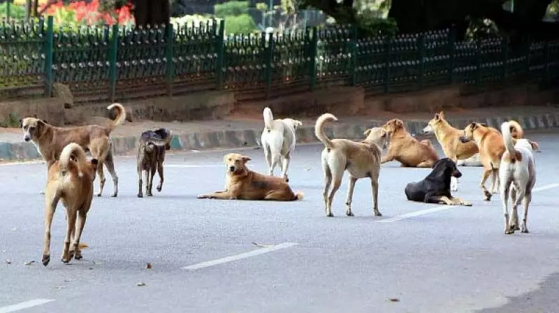 कुपवाड़ा में आवारा कुत्तों के हमले में 12 लोग घायल हो गए