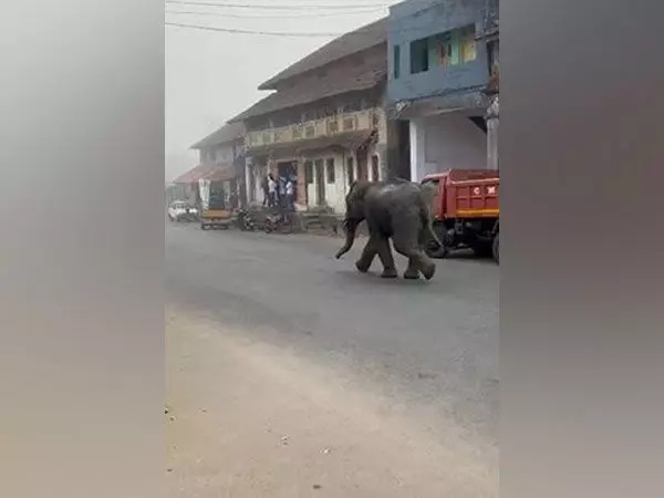कोडागु जिले में जंगली हाथी आवासीय इलाके में घुस गया, जिससे दहशत फैल गई