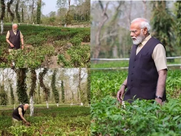 PM मोदी ने असम में चाय बागान में बिताया समय, इसके आसपास पर्यटन को दिया बढ़ावा