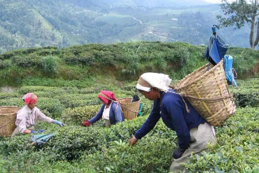 अलीपुरद्वार जिले के कालचीनी ब्लॉक में बीच चाय बागान आज फिर से खुलेगा