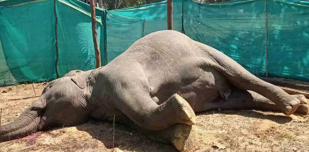 नर हाथी की मिली लाश, मौत का कारण अज्ञात