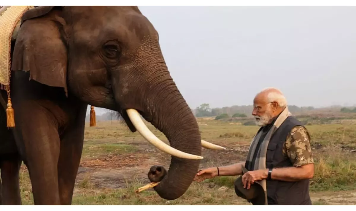जंगल सफारी के दौरान पीएम नरेंद्र मोदी ने 3 हाथियों को खिलाया गन्ना