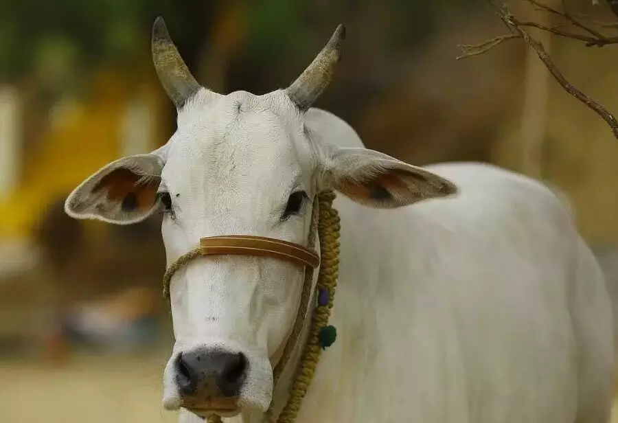 गाय को राष्ट्रमाता घोषित करने की मांग