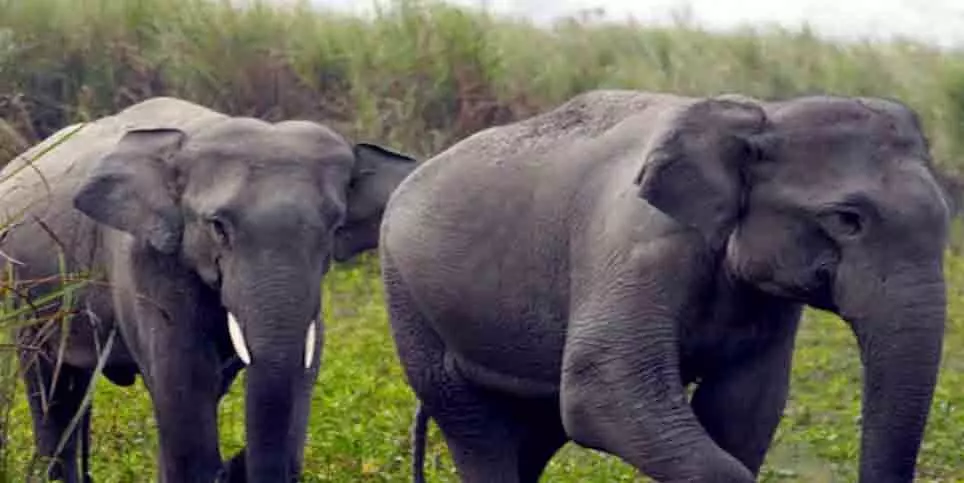 हाथियों ने ली पति और पत्नी की जान, उत्पात से ग्रामीणों में दहशत