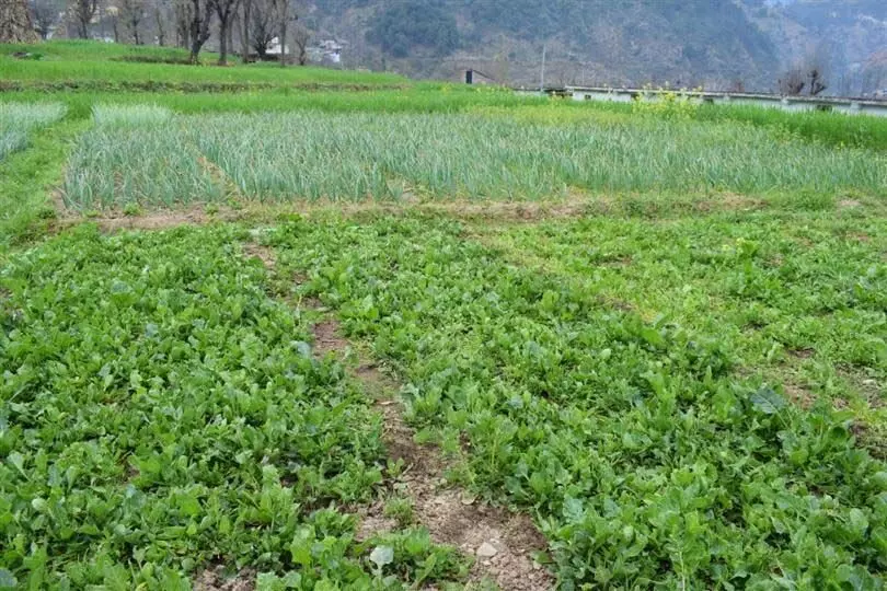 किसानों से एचएयू वीसी ने प्राकृतिक खेती अपनाने का आग्रह किया