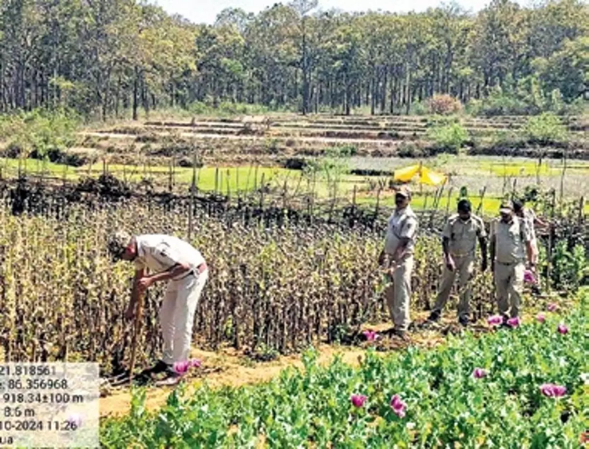 ओडिशा के मयूरभंज में 5 लाख से अधिक अफीम के पौधे नष्ट किए गए