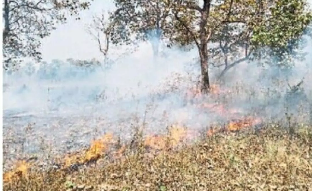 महुआ बीनने की तैयारी मे ग्रामीण जंगल में लगा रहे आग, खरपतवार हो रहा नष्ट