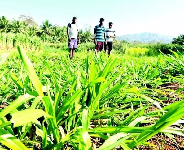 संगुएम में बाइसन द्वारा घास के मैदानों को तबाह करने से डेयरी किसानों को नुकसान की आशंका