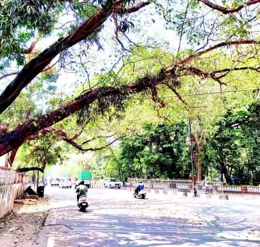 डीबी रोड के किनारे सड़क किनारे लटकती पेड़ की शाखाओं को छाँटें