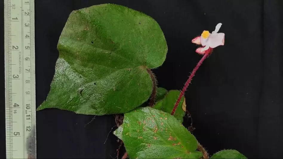 प्लांट टैक्सोनोमिस्ट ने राज्य में नई पौधों की प्रजाति बेगोनिया त्रिपुरेंसिस की खोज की