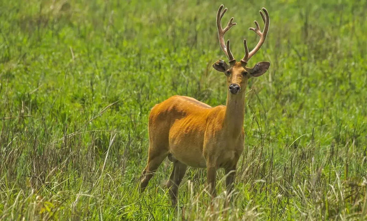 काजीरंगा राष्ट्रीय उद्यान के छठे संस्करण से आए हिरण को जमुगुरी में बचाया
