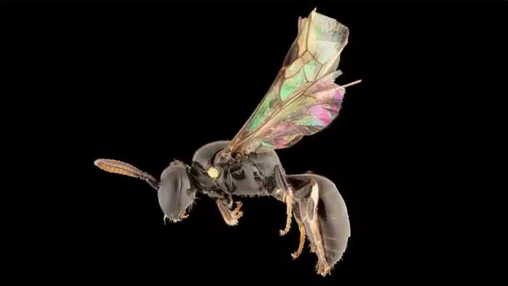 मधुमक्खी की नई प्रजाति की मदद से दशकों पुराना रहस्य सुलझ गया