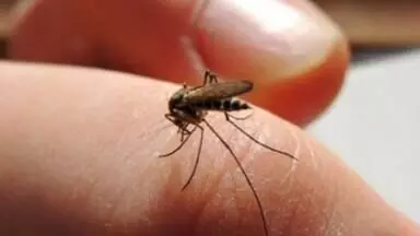 बिहार में औसतन लगभग एक हजार लोगों पर एक मलेरिया प्रभावित
