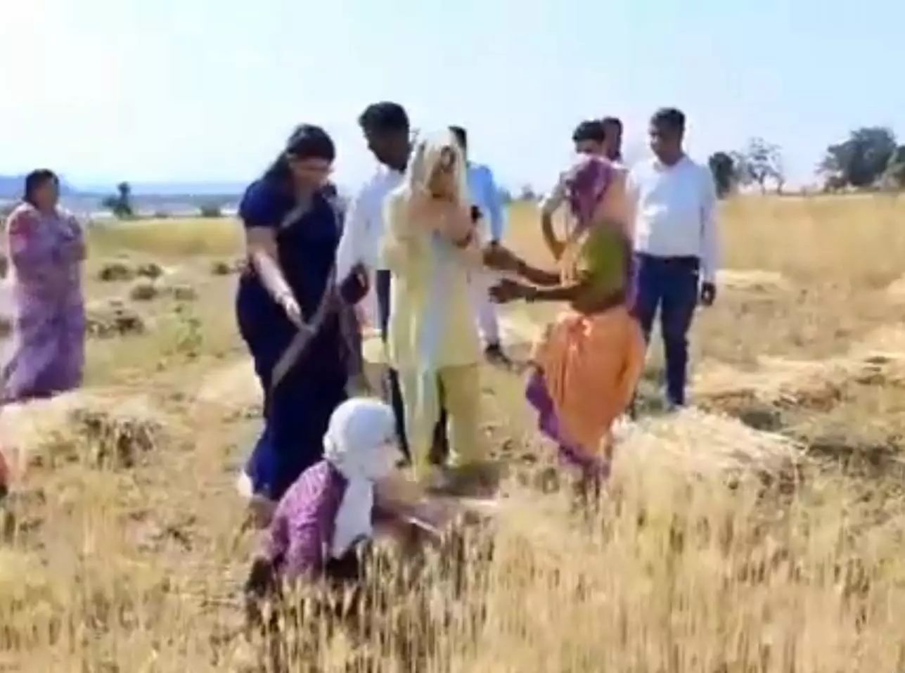 पूर्व मुख्यमंत्री की बहू और सांसद की पत्नी ने खेत में की गेहूं की कटाई, वीडियो हुआ वायरल