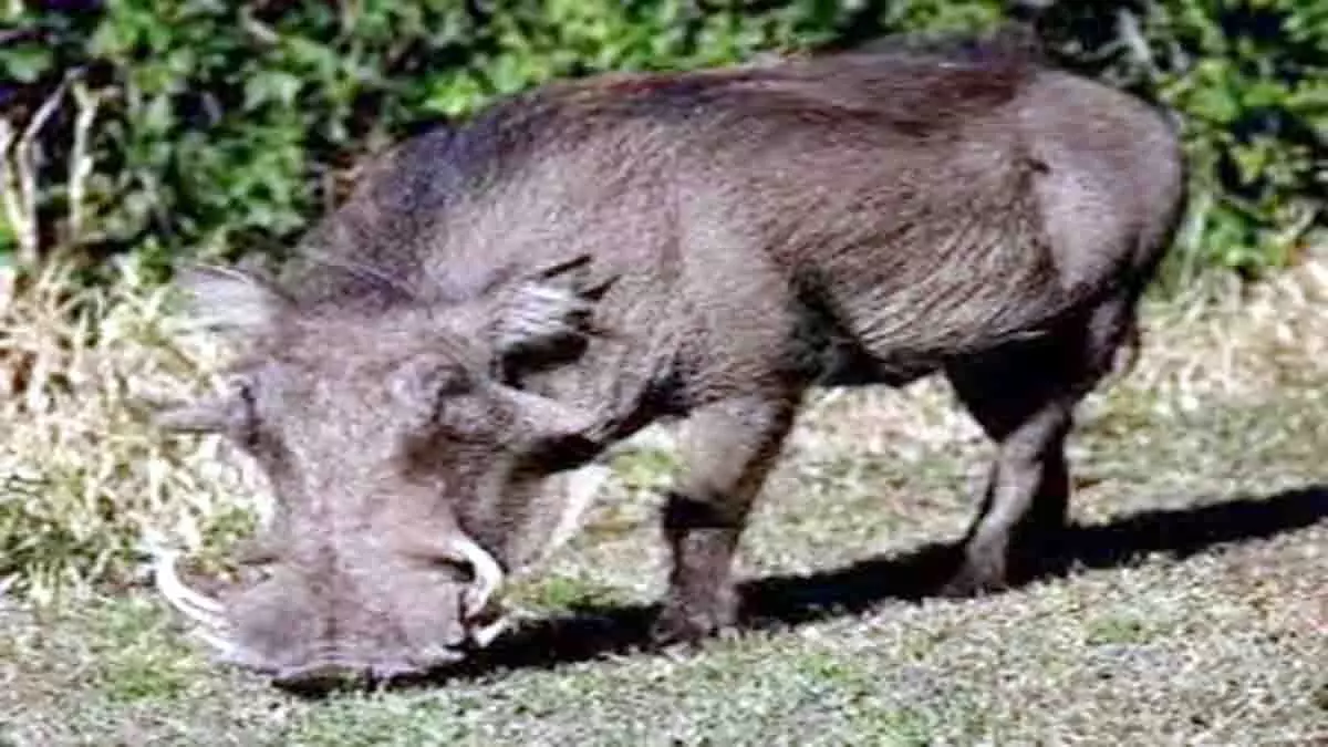 खेत में काम कर रहे दो किसानों पर जंगली सुअरों ने किया हमला ,हालत गंभीर