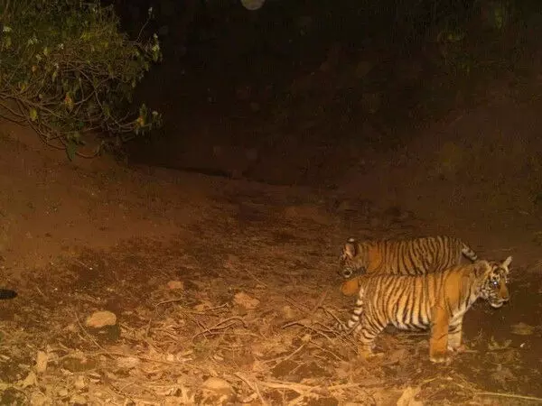 तीन नए शावकों के जन्म से सरिस्का रिजर्व में बाघों की संख्या में हुई बढ़ोतरी