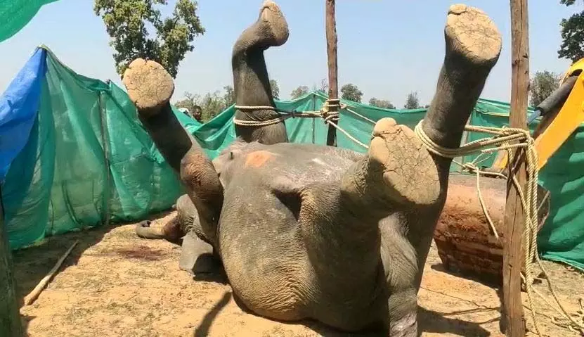 करंट से हाथी की हत्या, वन विभाग की गिरफ्त में एक आरोपी